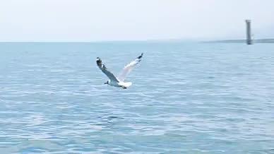 风景青海湖海鸥候鸟4K实拍视频的预览图